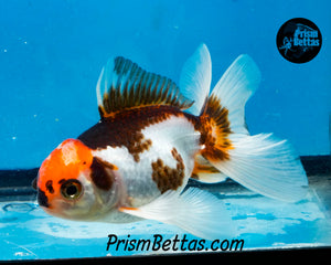 Tricolor Oranda (3.5+ inches nose to tail)