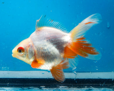 Red and White Fantail Goldfish (3.5-4.25 inches)
