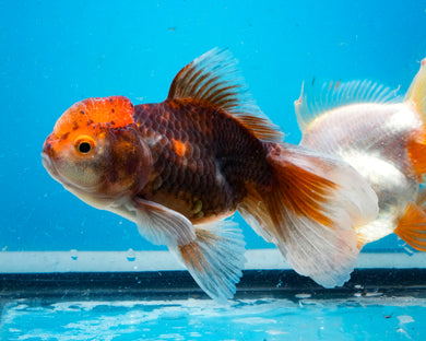Chocolate Calico Oranda Goldfish (3.5-4.25 inches)
