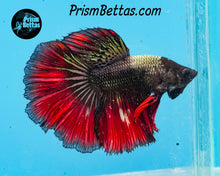 Load image into Gallery viewer, Red Copper Halfmoon Male