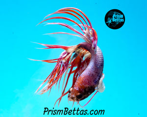 Marble Crowntail Male