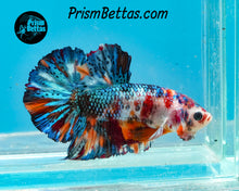 Load image into Gallery viewer, Marble Halfmoon Plakat Male