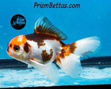 Load image into Gallery viewer, Tricolor Oranda (3.5+ inches nose to tail)