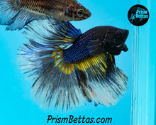 Load image into Gallery viewer, Mustard Gas Halfmoon Male