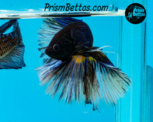 Load image into Gallery viewer, Mustard Gas Halfmoon Male