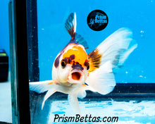 Load image into Gallery viewer, Tricolor Oranda (3.5+ inches nose to tail)