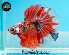 Load image into Gallery viewer, Orange Galaxy Koi Halfmoon Male