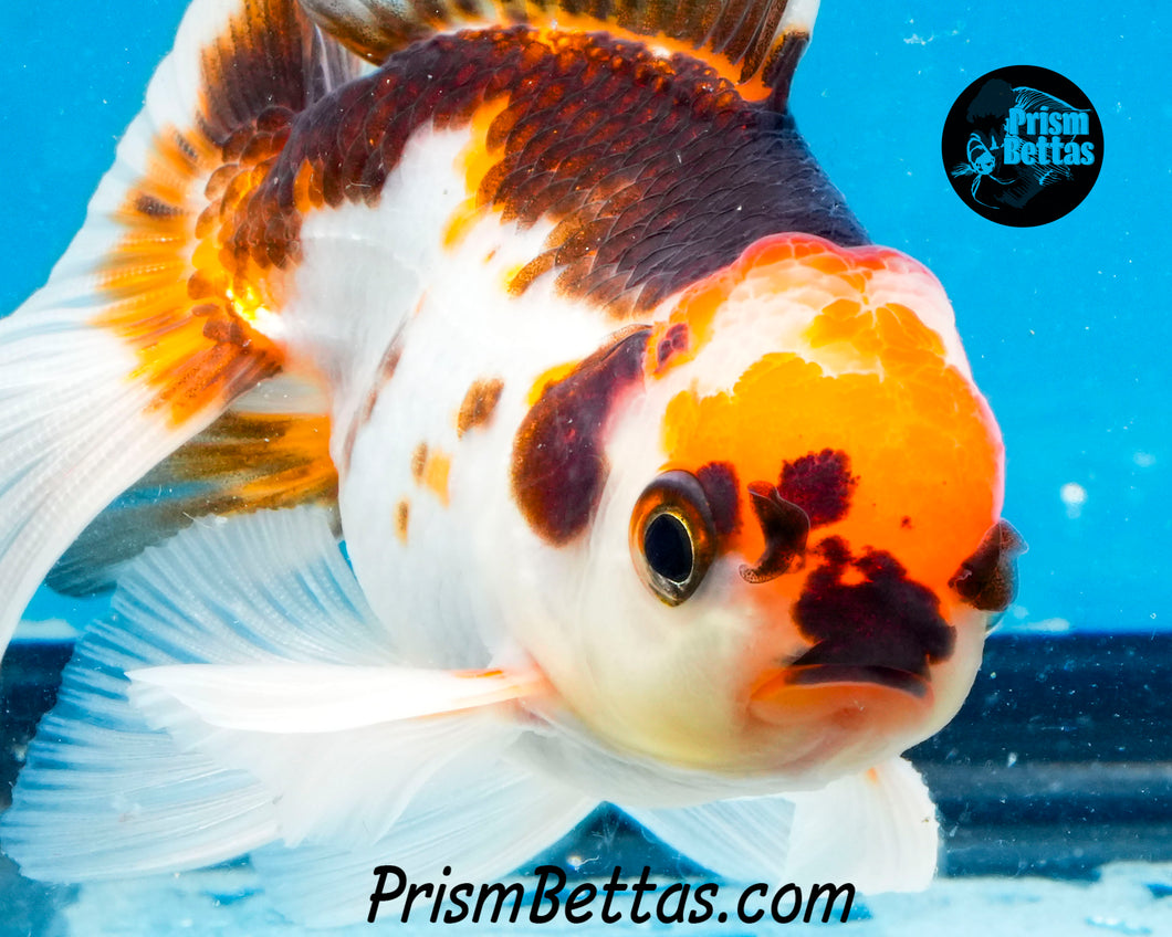 Tricolor Oranda (3.5+ inches nose to tail)