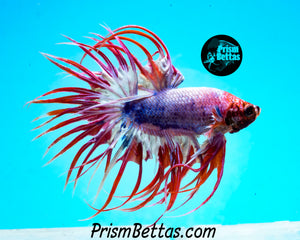 Marble Crowntail Male