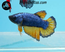 Load image into Gallery viewer, Mustard Gas Halfmoon Female