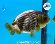 Load image into Gallery viewer, Blue Ranchu (~3 inches) Imported from Thailand