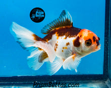 Load image into Gallery viewer, Tricolor Oranda (3.5+ inches nose to tail)