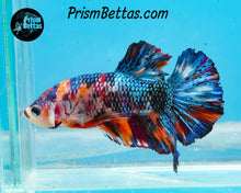 Load image into Gallery viewer, Marble Halfmoon Plakat Male