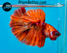 Load image into Gallery viewer, Candy Koi Halfmoon Male