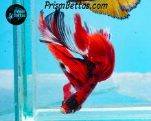 Load image into Gallery viewer, Red Koi Halfmoon Male