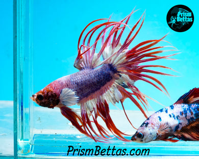 Marble Crowntail Male