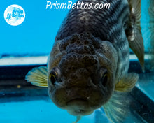 Load image into Gallery viewer, Blue Ranchu (~3 inches) Imported from Thailand
