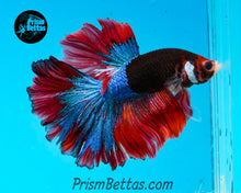 Load image into Gallery viewer, Marble Rosetail Halfmoon Male
