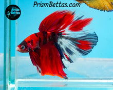 Load image into Gallery viewer, Red Koi Halfmoon Male