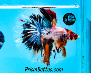 Rainbow  Marble Halfmoon Male