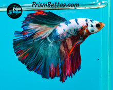 Load image into Gallery viewer, Rainbow Marble Halfmoon Male