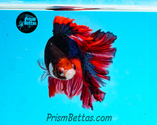 Load image into Gallery viewer, Marble Rosetail Halfmoon Male