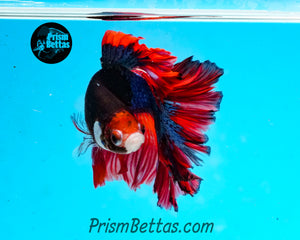 Marble Rosetail Halfmoon Male