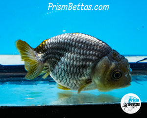 Blue Ranchu (~3 inches) Imported from Thailand
