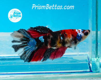 Koi Halfmoon Female