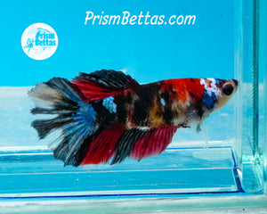 Koi Halfmoon Female