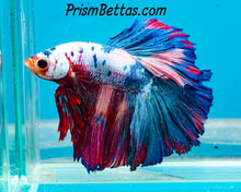 Load image into Gallery viewer, Rainbow Marble Halfmoon Male