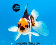 Load image into Gallery viewer, Tricolor Oranda (3.5+ inches nose to tail)