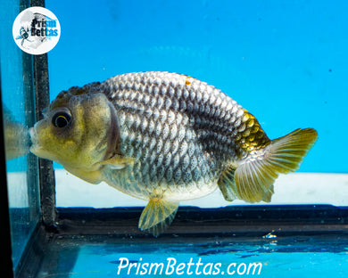 Blue Ranchu (~3 inches) Imported from Thailand
