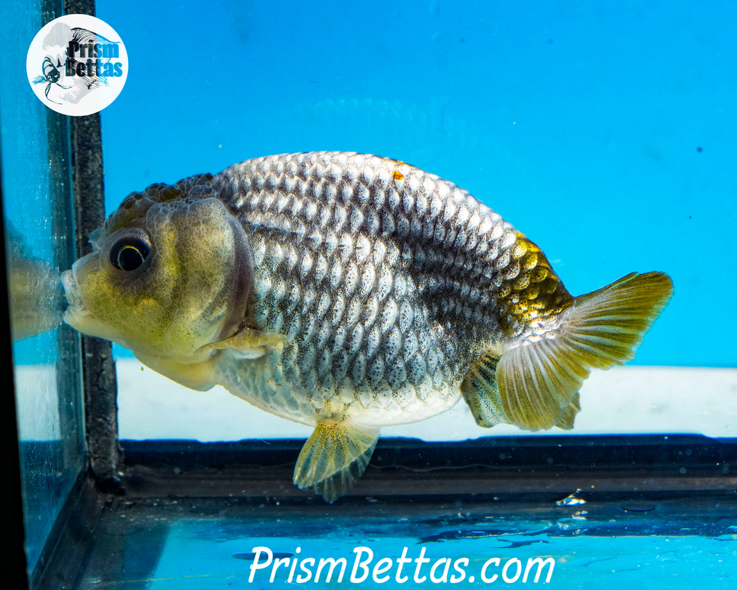 Blue Ranchu (~3 inches) Imported from Thailand