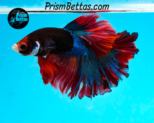 Load image into Gallery viewer, Marble Rosetail Halfmoon Male