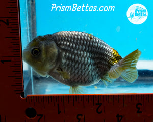 Blue Ranchu (~3 inches) Imported from Thailand