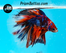 Load image into Gallery viewer, Marble Doubletail Halfmoon Male