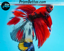 Load image into Gallery viewer, Red Koi Halfmoon Male