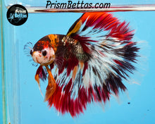 Load image into Gallery viewer, Copper Marble Halfmoon Male