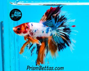 Rainbow  Marble Halfmoon Male