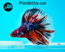 Load image into Gallery viewer, Marble Doubletail Halfmoon Male