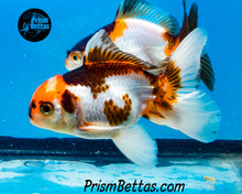 Load image into Gallery viewer, Tricolor Oranda (3.5+ inches nose to tail)