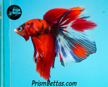Load image into Gallery viewer, Red Koi Halfmoon Male