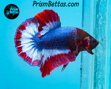 Load image into Gallery viewer, Tricolor Butterfly Halfmoon Plakat Male