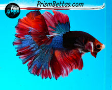 Load image into Gallery viewer, Marble Rosetail Halfmoon Male