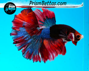 Marble Rosetail Halfmoon Male