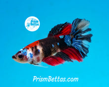 Load image into Gallery viewer, Koi Halfmoon Female
