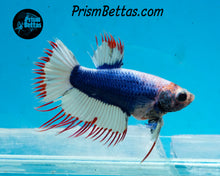 Load image into Gallery viewer, Marble Crowntail Female