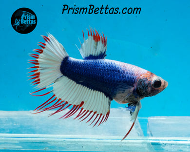 Marble Crowntail Female