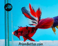 Load image into Gallery viewer, Red Koi Halfmoon Male